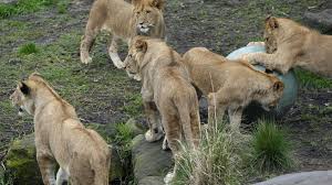 video of pastor entering lions den