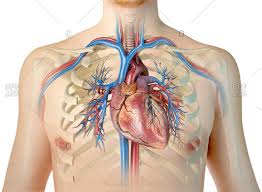 The rib cage protects the organs in the thoracic cavity, assists in respiration, and provides support for. Rib Cage Stock Photos Offset