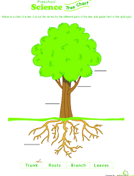 A Tree Can Be Lesson Plan Education Com Lesson Plan