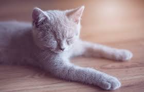 Obtain the necessary medication from your veterinarian. 7 Common Feline Cold Symptoms Lovetoknow