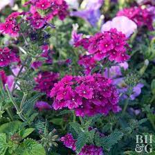 5 Annual Flowers For Pots That Are