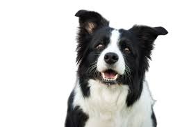 border collie character ownership
