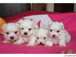 gorgeous teacup maltese puppies
