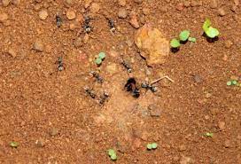 un nid de fourmis