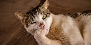 why do cats chew on their nails cats com