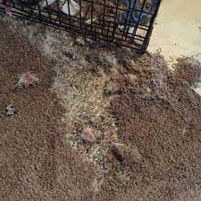 lesville indiana carpet cleaning