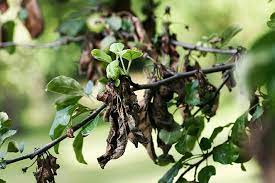 I hope it would help you to your save dying tree. How To Save A Dying Tree Easy Tree Health Success Worst Room