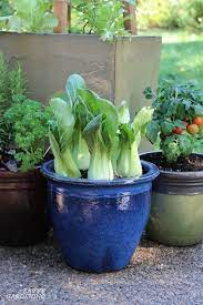 container gardening vegetables