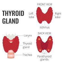 do cruciferous veggies impair thyroid