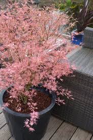Buy Taylor Pink Japanese Maple Free
