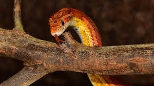 corn snake habitat checklist az reptiles