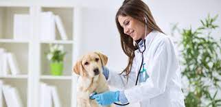 The biggest perk of using a carecredit card at the vet instead of swiping a regular credit card is the fact that, depending on the time it takes to pay off the purchase amount, the cardholder may. What To Do If You Re Hit With A Huge Vet Bill Credit Karma