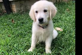 Golden retriever puppies for sale. Storybrooke Golden S Has Golden Retriever Puppies For Sale In Stafford Va On Akc Puppyfinder Retriever Puppy Golden Puppy Golden Retriever