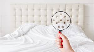 Les morsures de punaises de lit peuvent être confondues avec des piqûres de moustiques : Comment Se Debarrasser Des Punaises De Lit Les Conseils De L Expert Pour Les Eradiquer Femme Actuelle Le Mag
