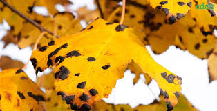 types of maple tree diseases how to