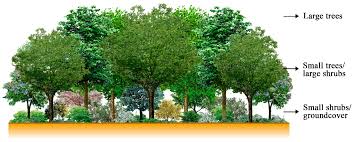 Deciduous plants have long interested ecologists, biogeographers, and global modellers. Sustainability Free Full Text Carbon Offset Service And Design Guideline Of Tree Planting For Multifamily Residential Sites In Korea Html