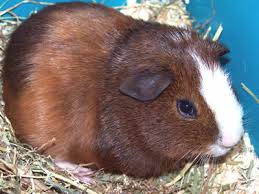 Guinea Pig Weight Guide