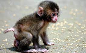 baby monkey cute primate baby