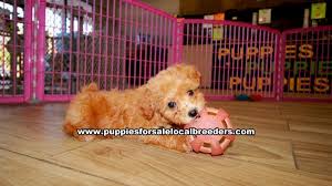 red toy poodle puppies georgia