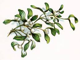 Yuletide Green: The History & Lore of Evergreens - The School of  Evolutionary Herbalism