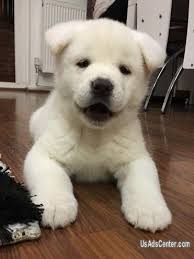Find akita puppies for sale. Lovable Akita Inu Puppies Pets For Sale In Philadelphia Pennsylvania Usadscenter Com Mobile 172097