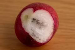 How do I know if radishes are bad?