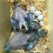 blue and gold macaw eggs swift
