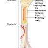 Primary features of a long bone. 1