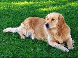 We did not find results for: Golden Retriever Puppies And Dogs For Sale In Michigan