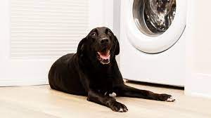 Clean A Dog Bed And Other Pet Supplies