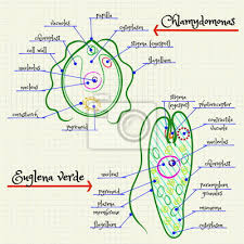 Select from 35870 printable coloring pages of cartoons, animals, nature, bible and many more. The Structure Of Chlamydomonas And Euglena Fototapete Fototapeten Euglena Einzellig Membran Myloview De