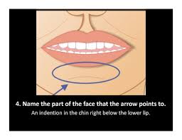 head and neck test 1 flashcards quizlet