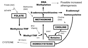 Metabolism Of Homocysteine And The Remethylationto