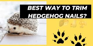 best way to trim hedgehog nails