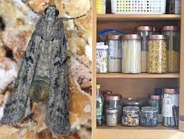 get rid of pantry moths free from