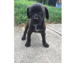 For sale, black lab/boxer young puppies. Labrador Retriever Puppy For Sale By Ownerohio Puppies For Sale Near Me