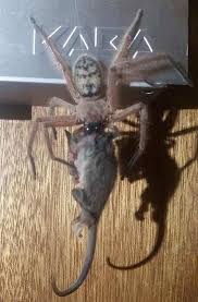 A giant huntsman spider photographed by a queensland animal rescuer last year is quite normal in size and only looks really big because of its unusual perspective, an arachnologist says. Chilling Moment Massive Huntsman Spider Eats A Possum In Terrified Couple S Hotel Room