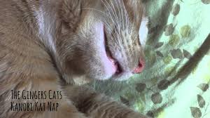 Cats are generally subtle in showing their caregivers signs to measure your cats resting respiration rate, count the number of breaths your cat takes while sleeping. My Cat Breathes Weird When He Purrs Page 3 Thecatsite