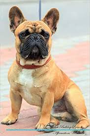 French bulldog price in india 2020 in hindi. Buy French Bulldog Affirmations Workbook French Bulldog Presents Positive And Loving Affirmations Workbook Includes Mentoring Questions Guidance Supporting You Book Online At Low Prices In India French Bulldog Affirmations Workbook French