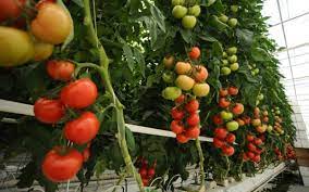 hydroponic tomatoes how to grow