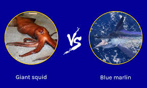 giant squid vs blue marlin battle