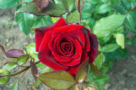 types of red roses selecting and