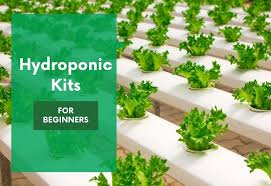 hydroponic kits budget friendly grow