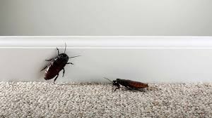 roaches are becoming almost