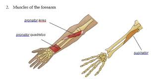 Commonly known as the bicep muscle, this muscle rests on top of the humerus bone. Workbook Anatomy And Physiology Of The Lower Arm Hand And Nail Muscles Of The Forearm