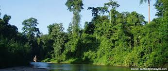 Toto je záhlaví vašich stránek. Don T Resume Logging In Ulu Muda Permanent Forest Reserves In Kedah Aliran