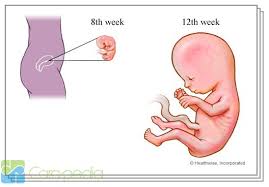 Dalam video kehamilan usia kandungan 12 minggu ini dijelaskan tentang beberapa hal yang harus diperhatikan oleh ibu hamil. Bayi Dalam Kandungan Bayi Carapedia