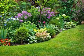 what is definition of perennial plant