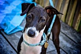 Leslie is a 6 year old italian greyhound. Meet The Italian Greyhound Personality Health And Care Aspca Pet Health Insurance