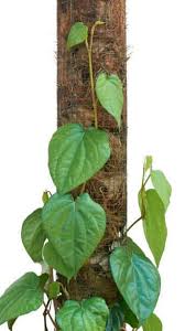 5 health benefits of paan betel leaf
